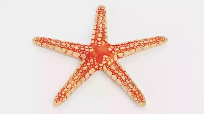 -Necklace Starfish-