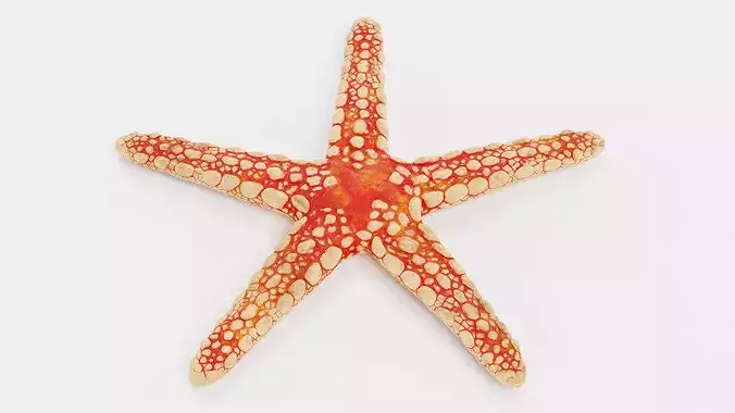 Necklace Starfish V1 - Fromia Monilis Sea Star