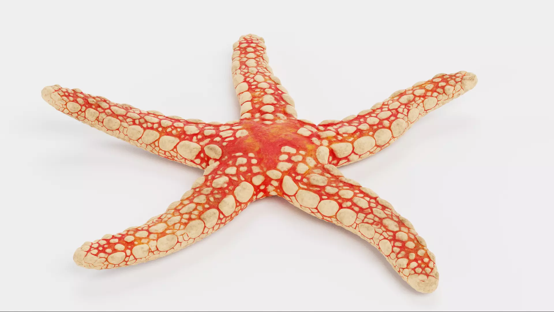 -Necklace Starfish V1 RIGGED- 3D model_1