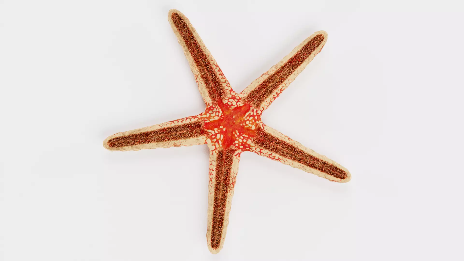 -Necklace Starfish V1 RIGGED- 3D model_6