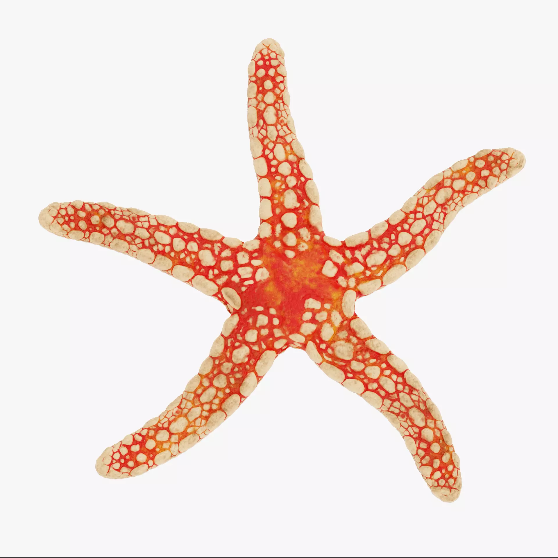 -Necklace Starfish V1 RIGGED- 3D model_12