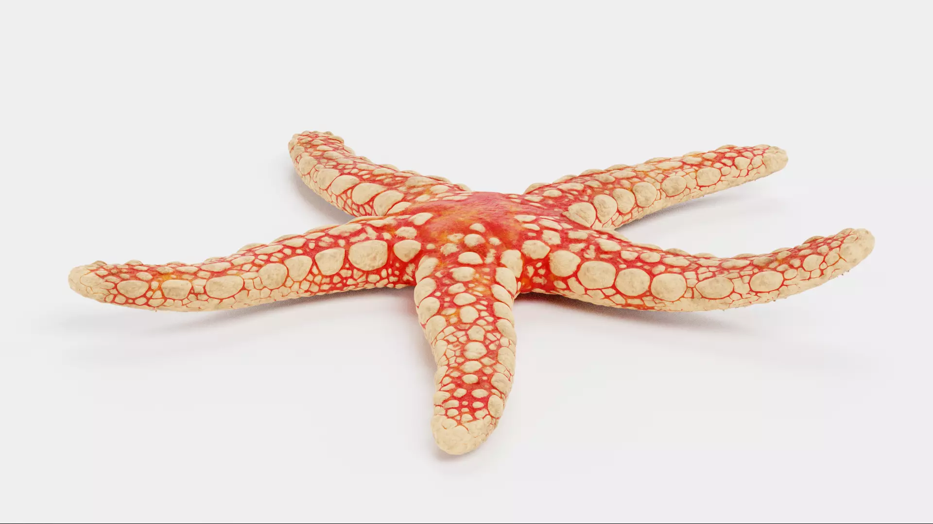 -Necklace Starfish V1 RIGGED- 3D model_4