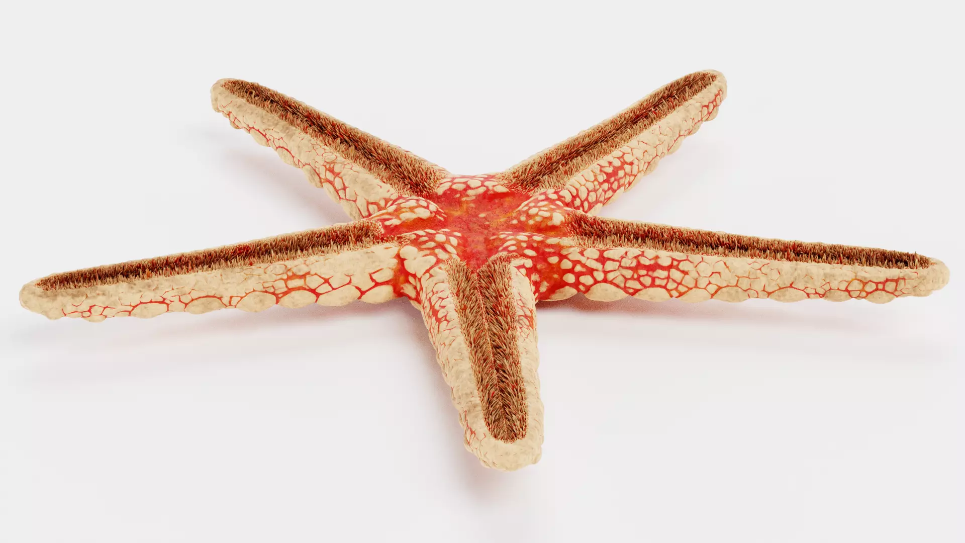 -Necklace Starfish V1 RIGGED- 3D model_5