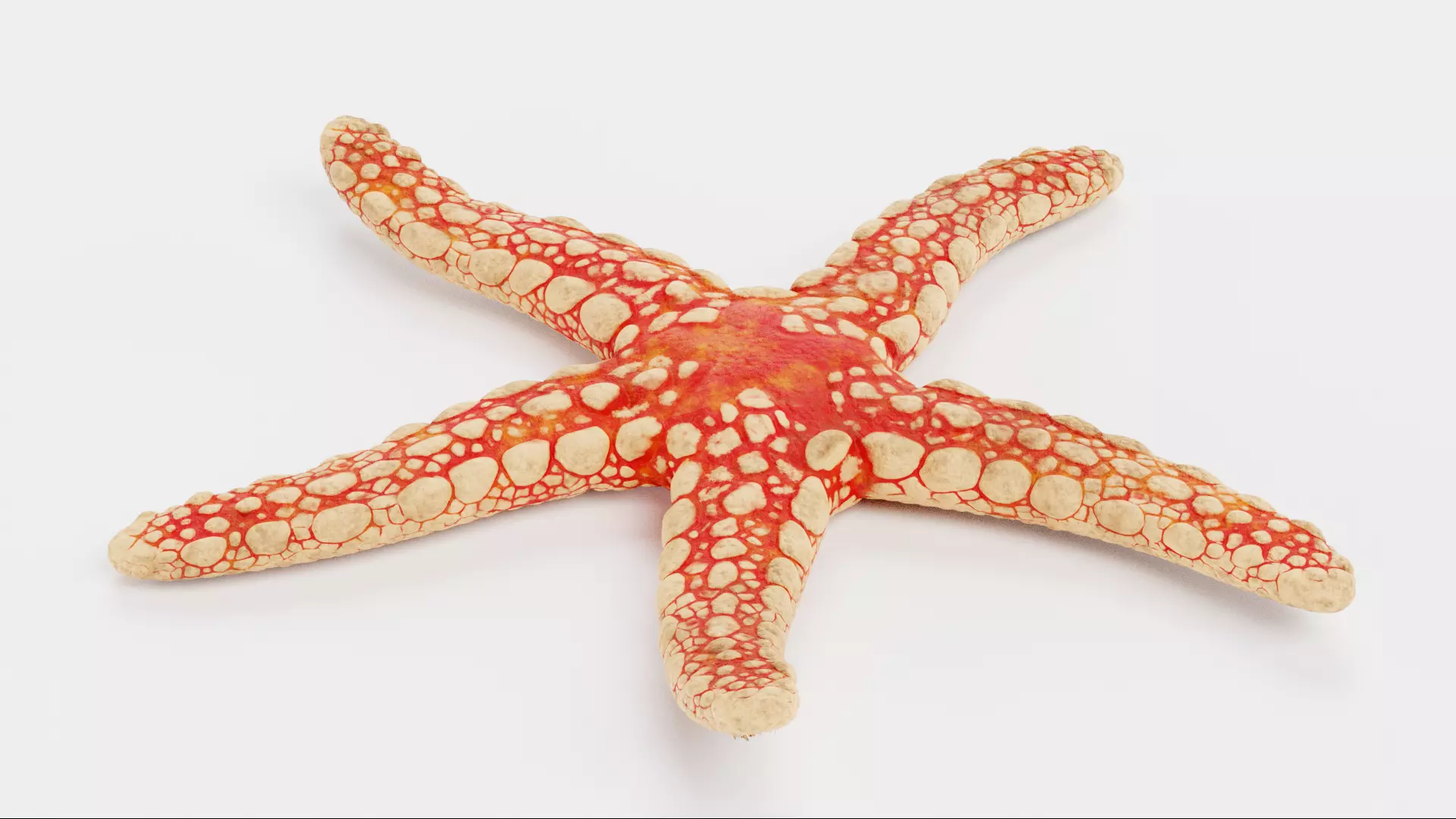 -Necklace Starfish V1 RIGGED- 3D model_3