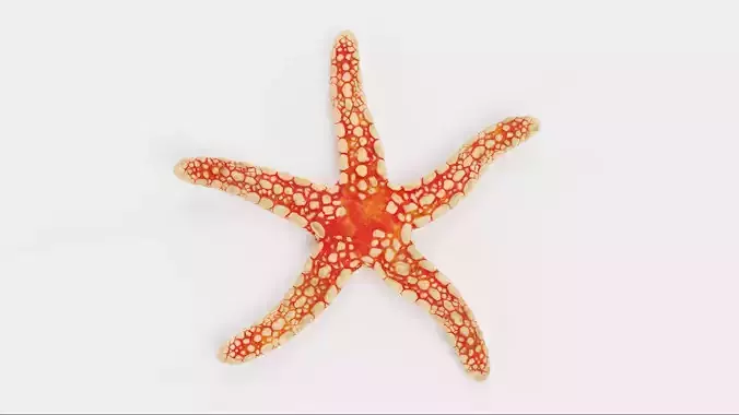 -Necklace Starfish V1 RIGGED-