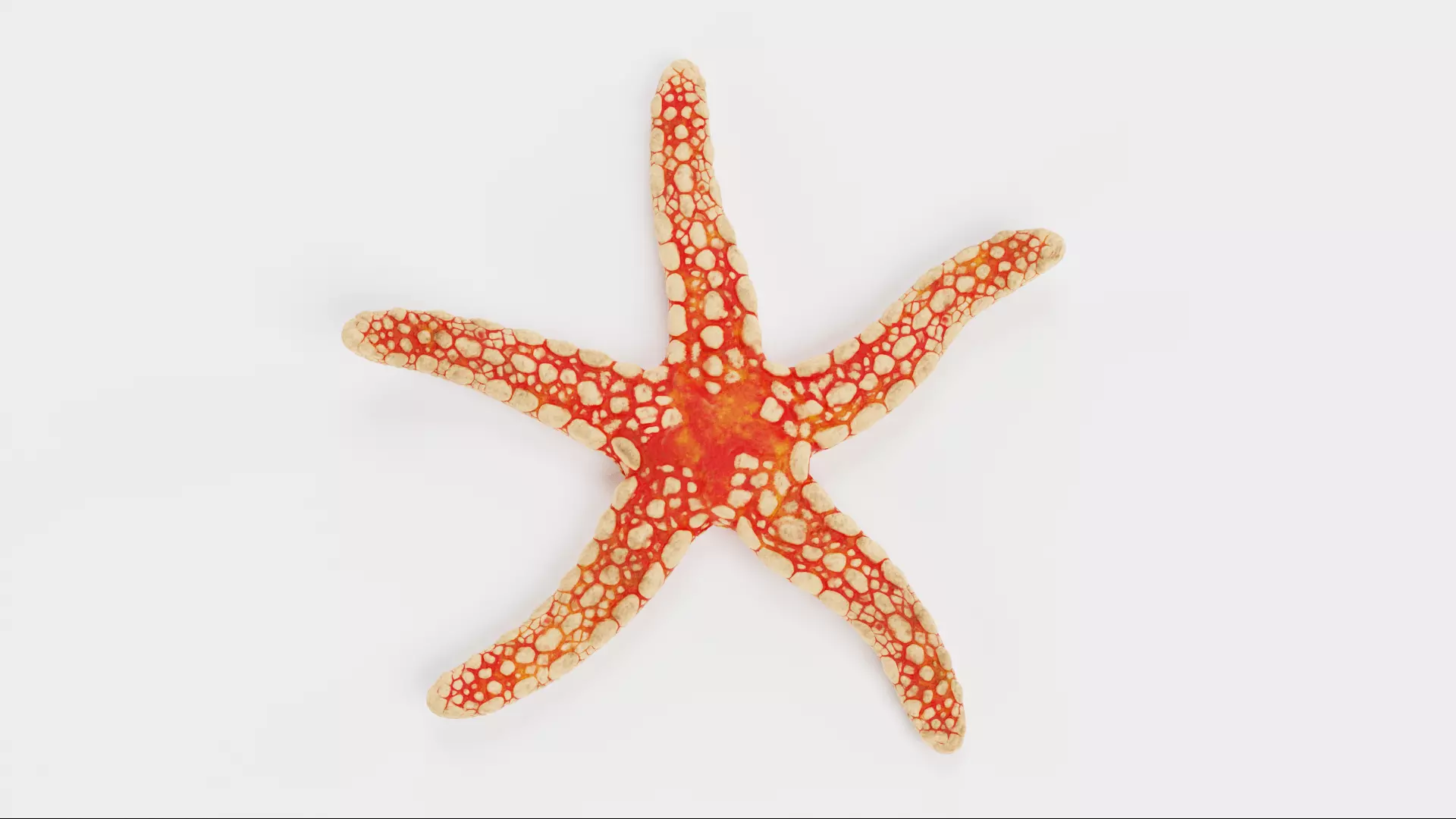 Necklace Starfish V1 - Fromia Monilis Sea Star Rigged 3D model