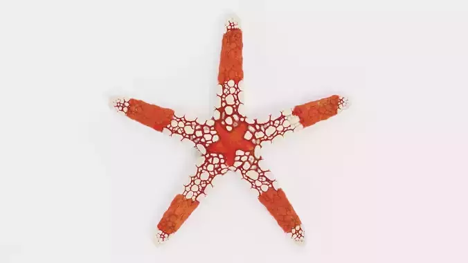 -Necklace Starfish V2-