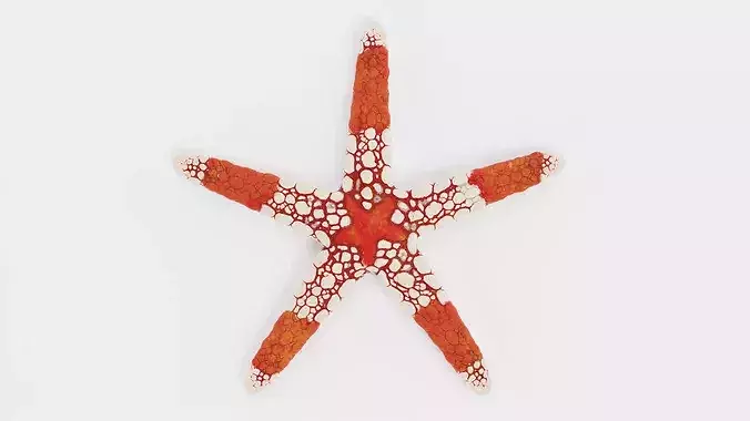 Necklace Starfish V2 - Fromia Monilis Sea Star