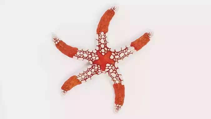 -Necklace Starfish V2 Rigged-