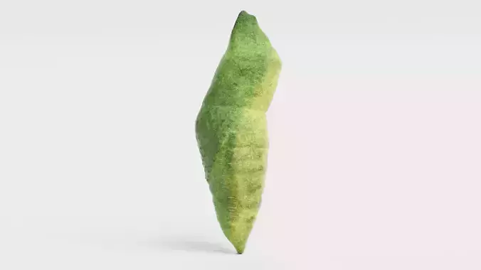 -Old World Swallowtail Pupa-