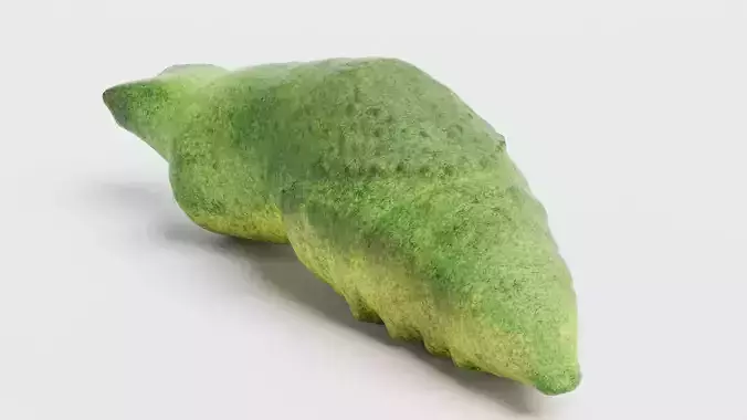 -Old World Swallowtail Pupa - Rigged-