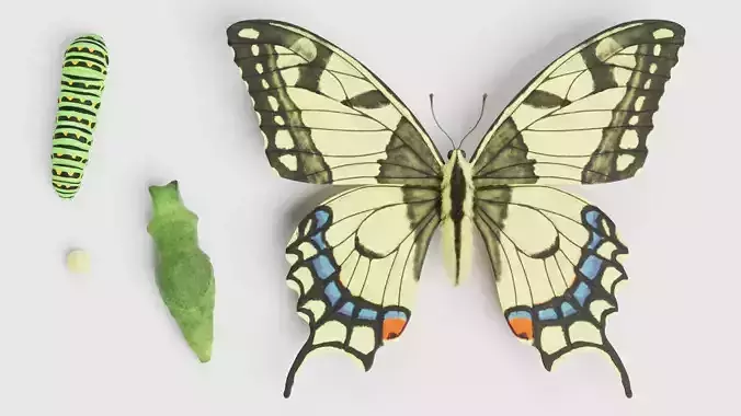 -Old World Swallowtail Butterfly Stages-