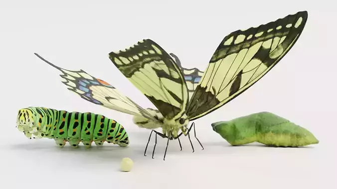 -Old World Swallowtail Butterfly Stages - Rigged-