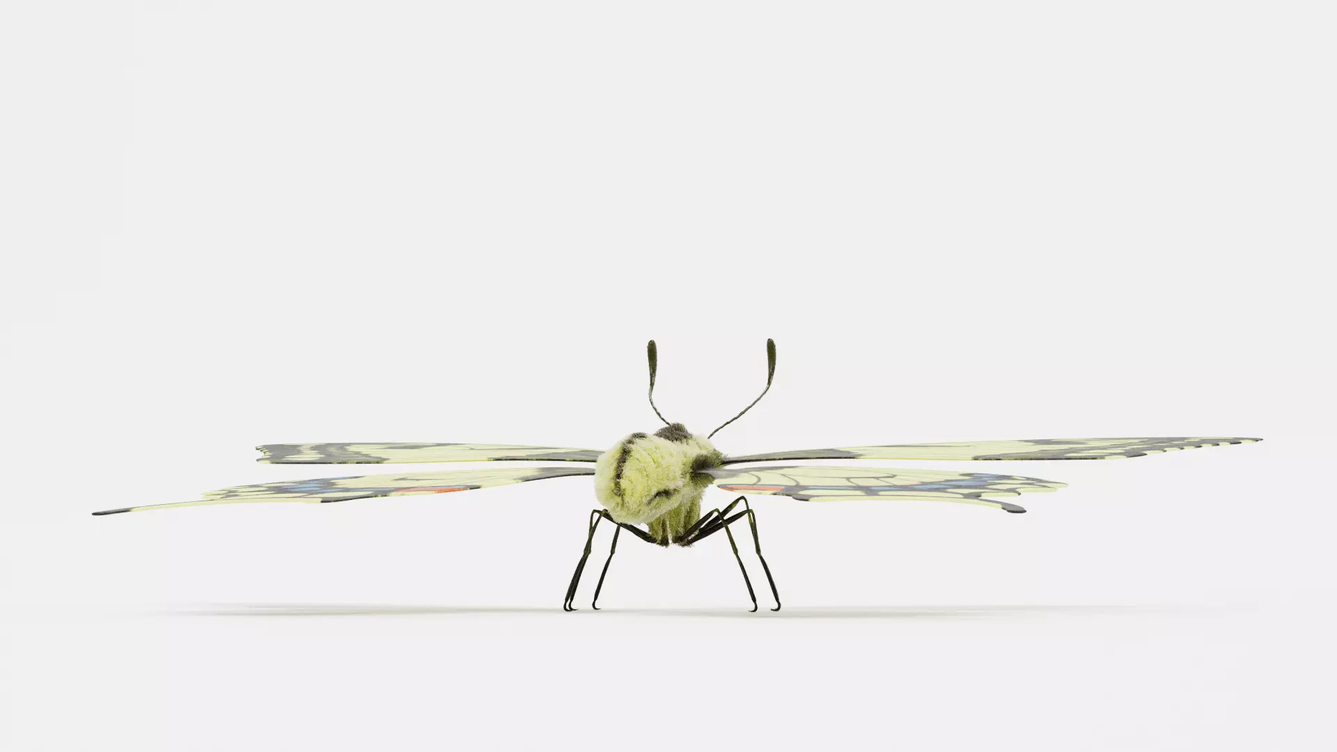 -Old World Swallowtail Butterfly- 3D model_8