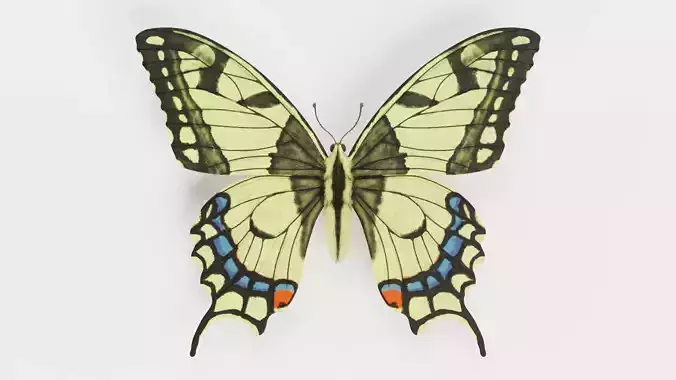 -Old World Swallowtail Butterfly-