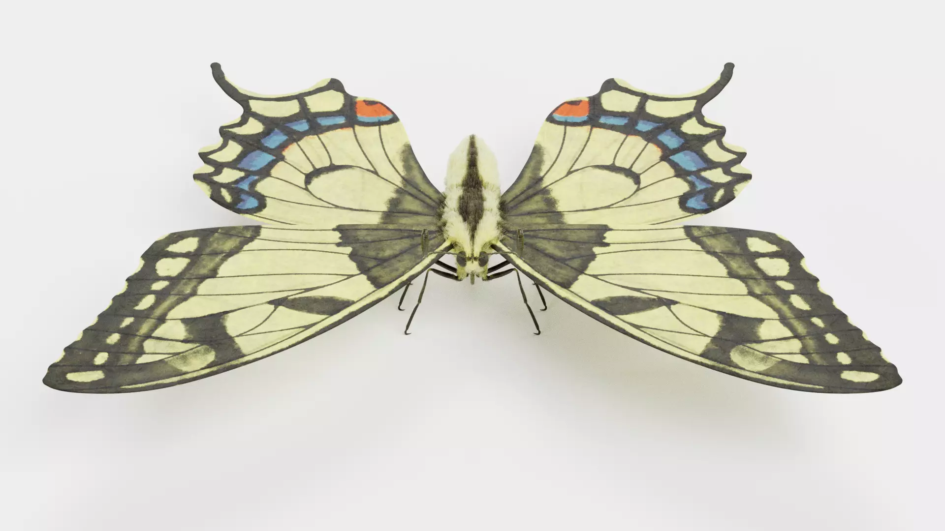 -Old World Swallowtail Butterfly- 3D model_1
