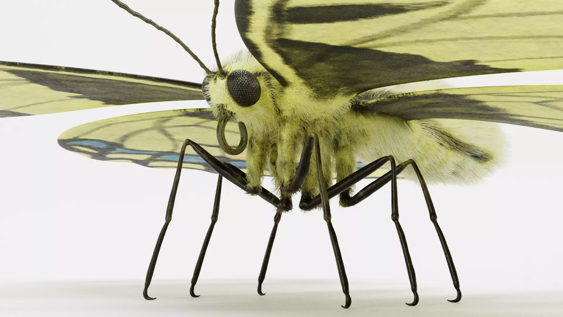 -Old World Swallowtail Butterfly- 3D model_10