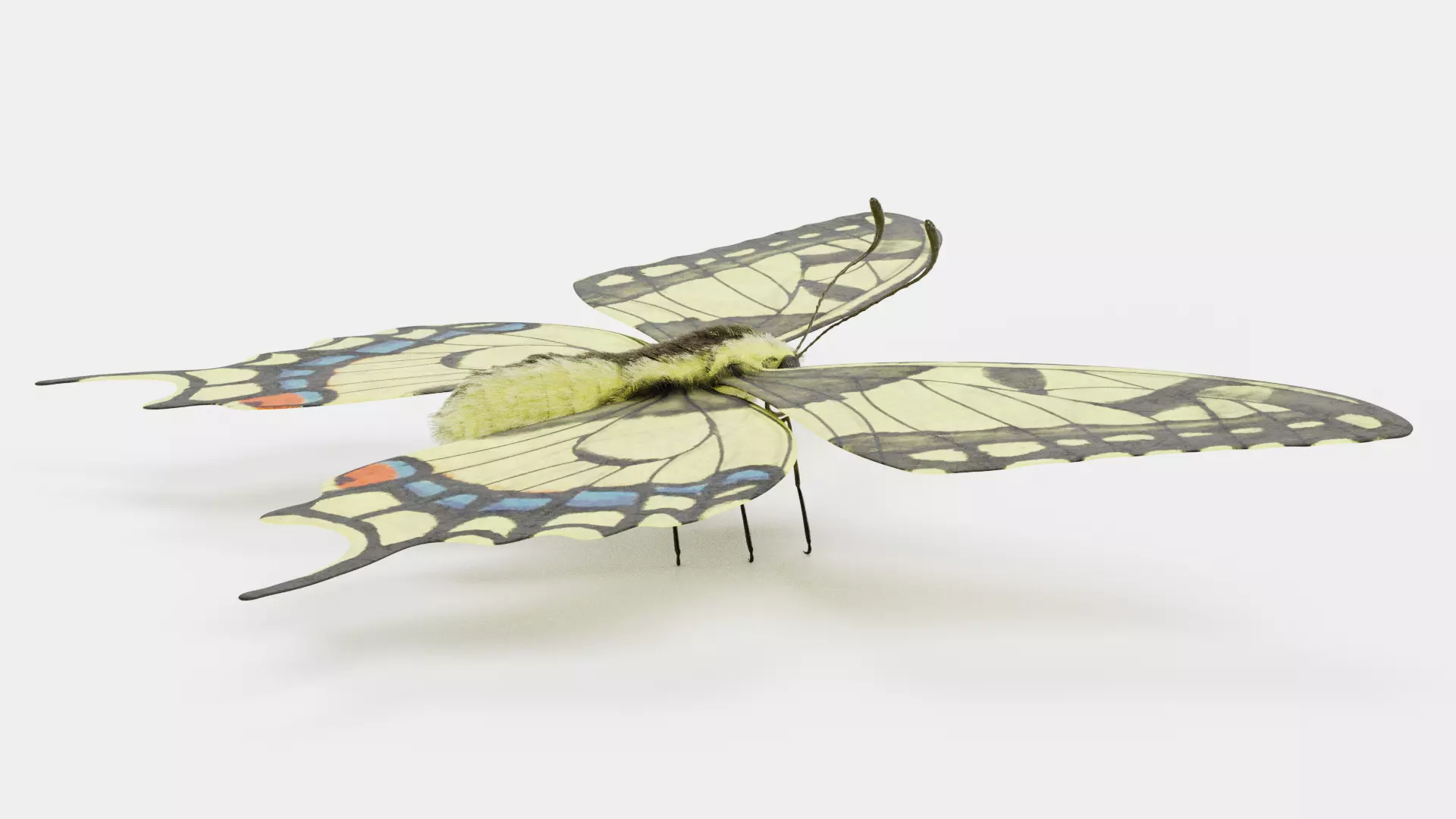 -Old World Swallowtail Butterfly- 3D model_6