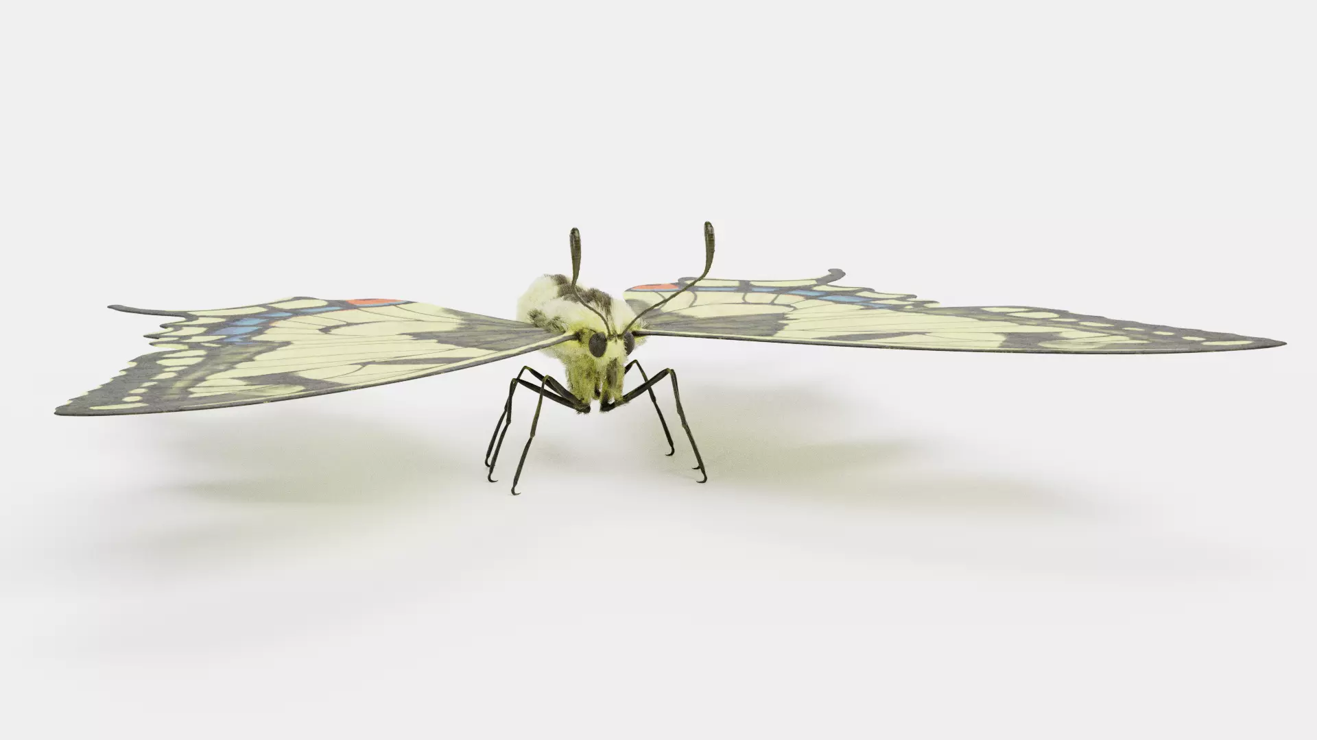 -Old World Swallowtail Butterfly- 3D model_5