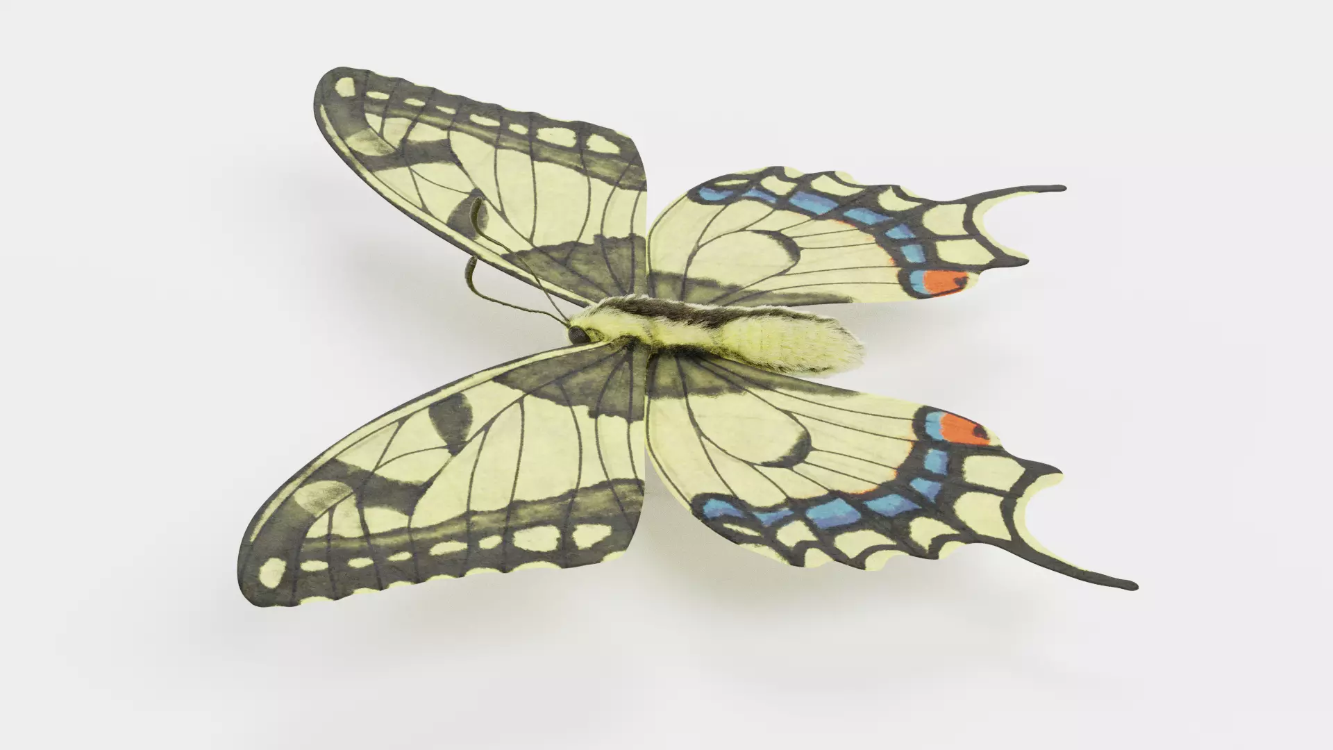 -Old World Swallowtail Butterfly- 3D model_3