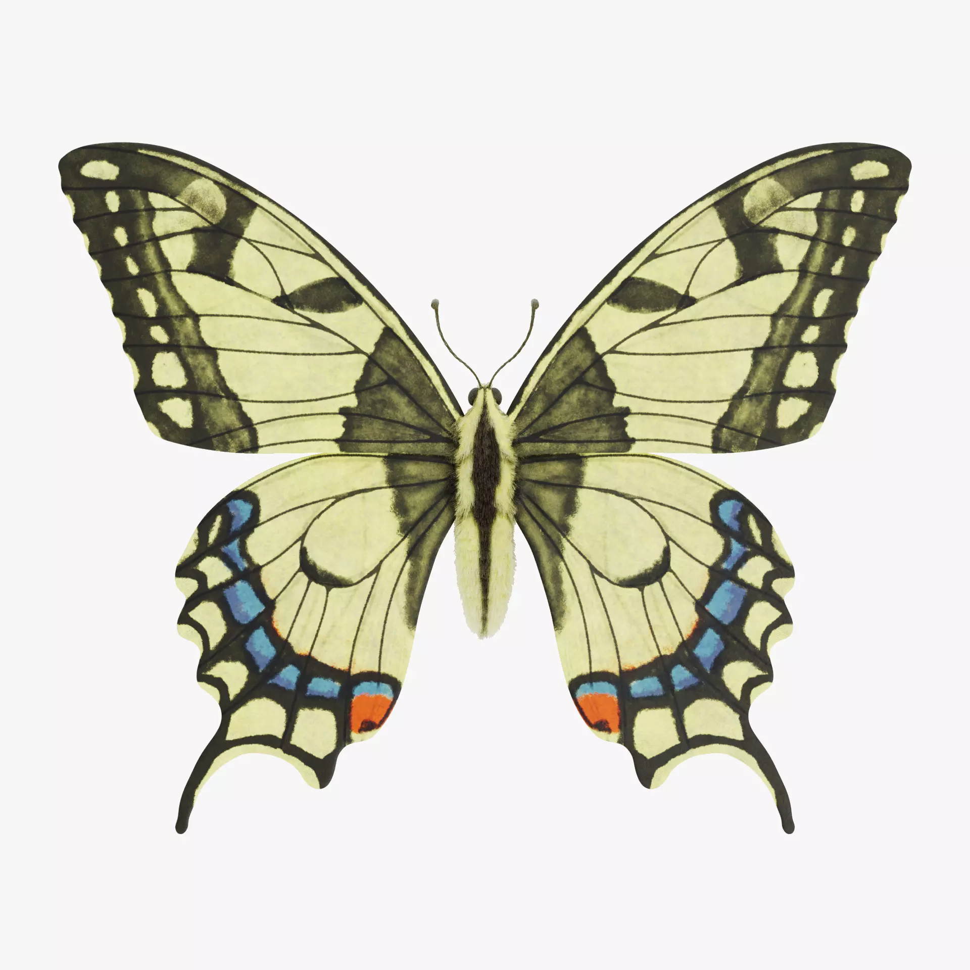 -Old World Swallowtail Butterfly- 3D model_15