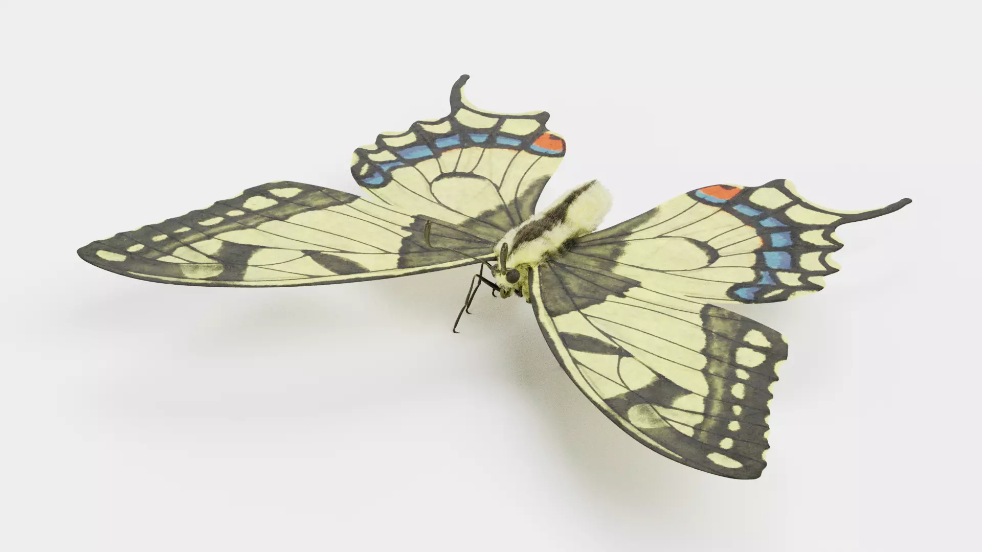 -Old World Swallowtail Butterfly- 3D model_4