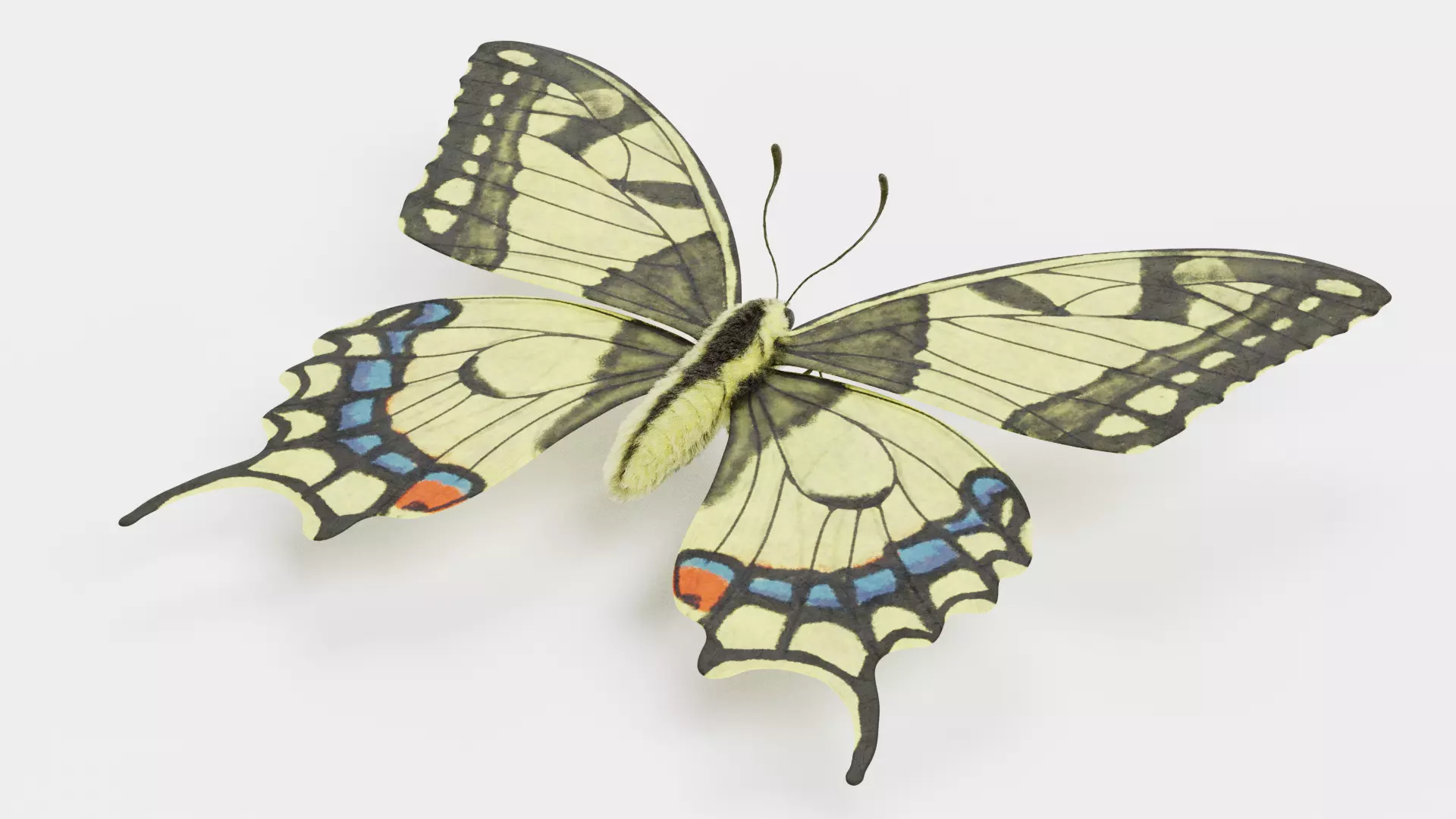-Old World Swallowtail Butterfly Rigged- 3D model_6