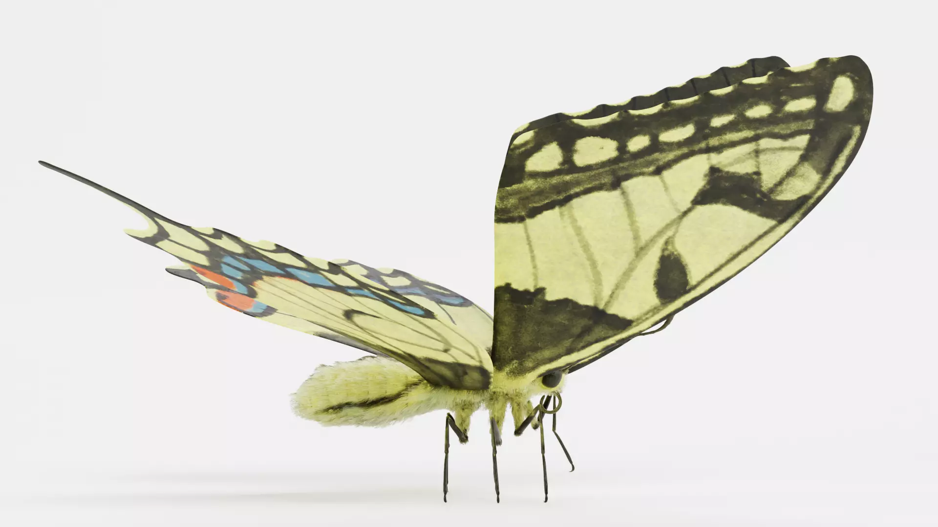 -Old World Swallowtail Butterfly Rigged- 3D model_1