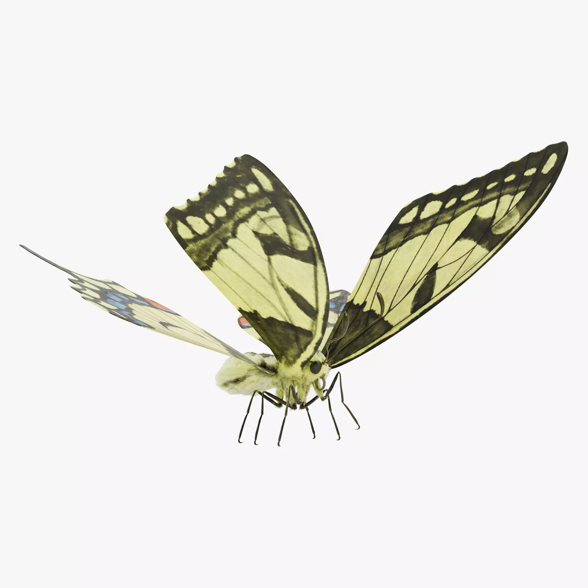 -Old World Swallowtail Butterfly Rigged- 3D model_16
