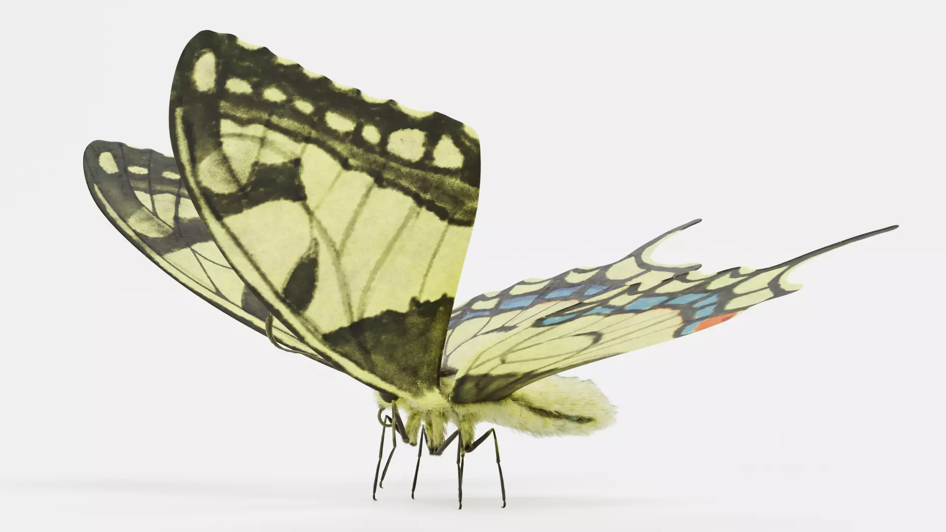 -Old World Swallowtail Butterfly Rigged- 3D model_3