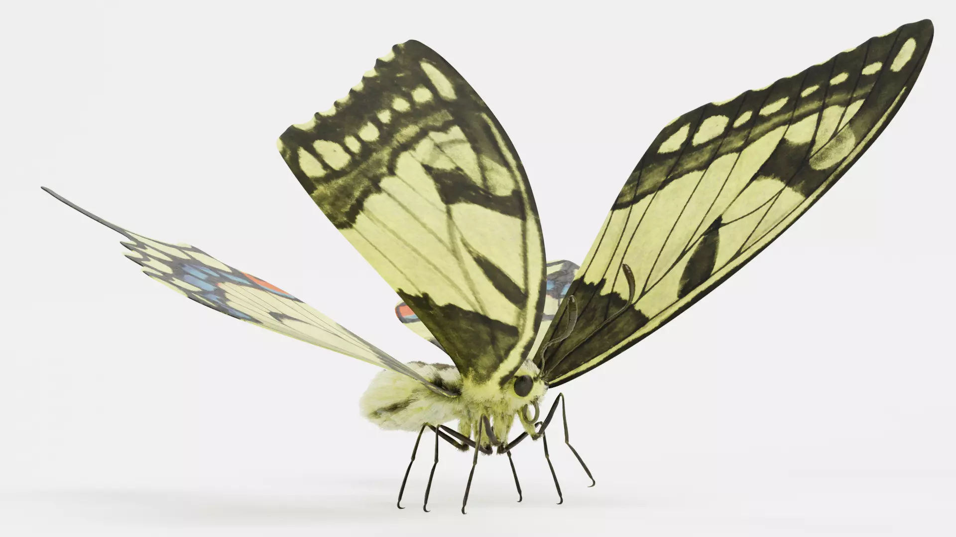 -Old World Swallowtail Butterfly Rigged- 3D model_0