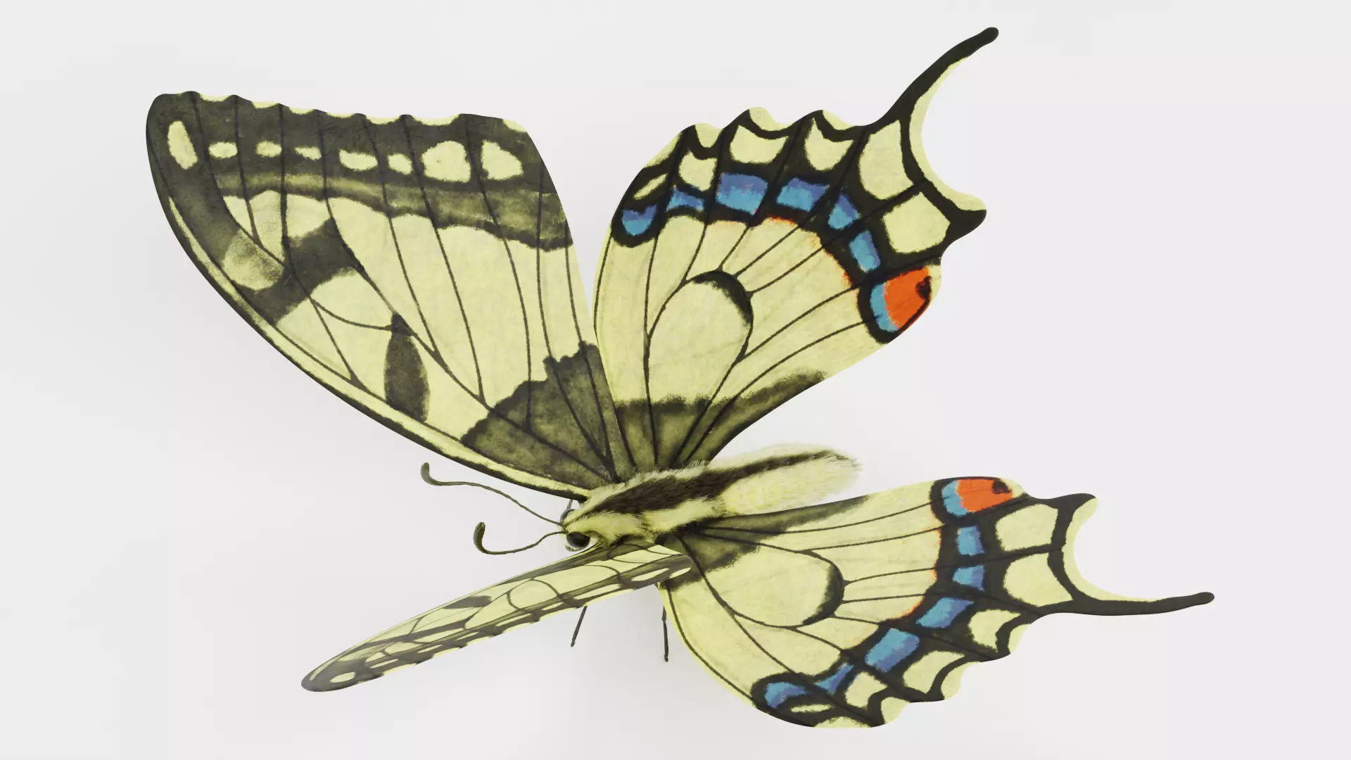 -Old World Swallowtail Butterfly Rigged- 3D model_4