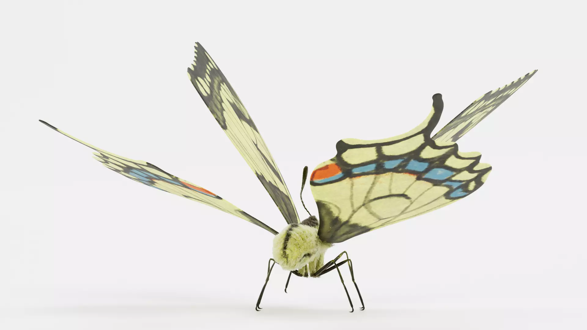 -Old World Swallowtail Butterfly Rigged- 3D model_2