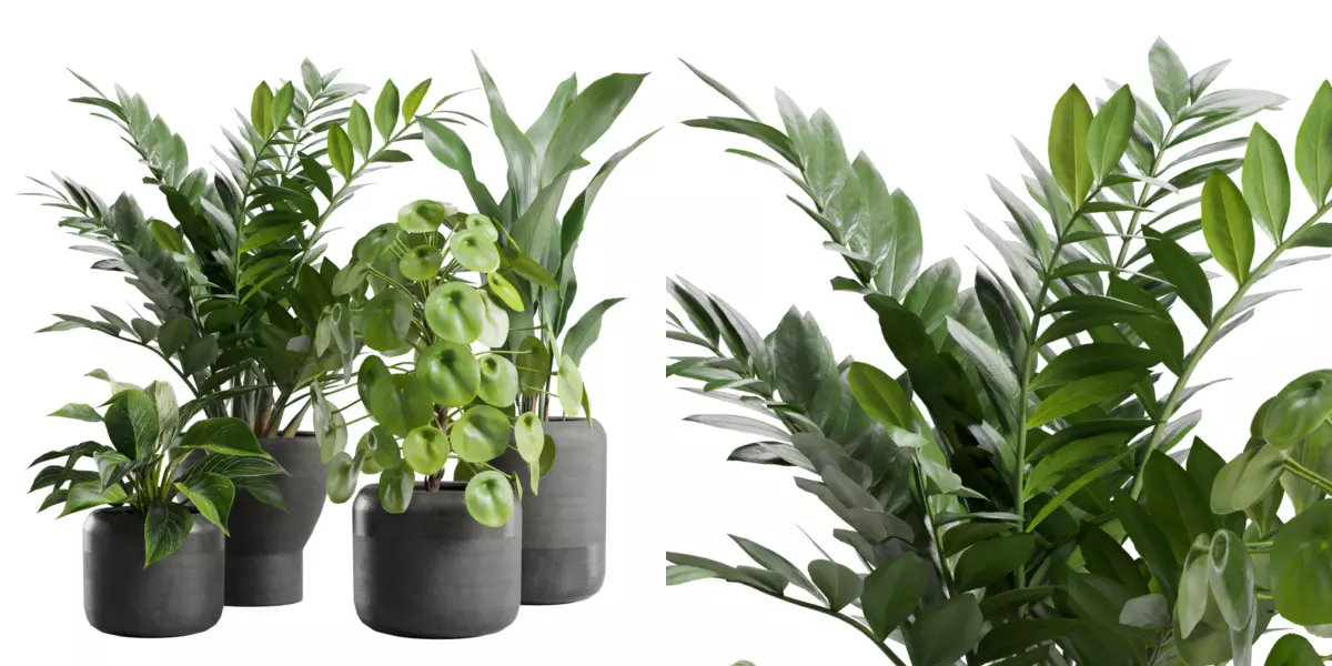 Indoor Plants Pack 82 Free 3D model_0