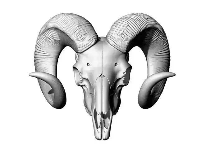 Skull Animal Amazing 