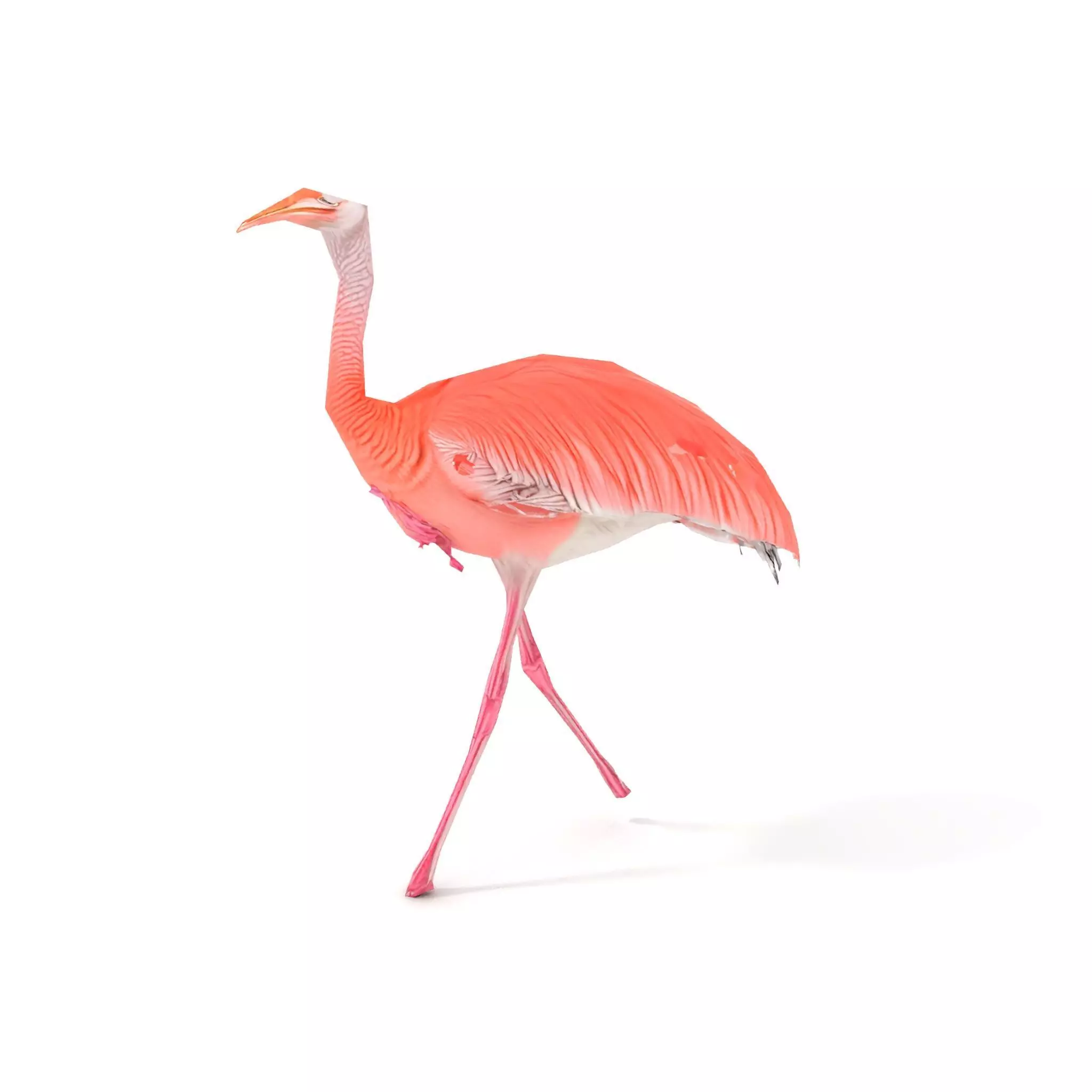 Elegant Flamingo Bird model pack Low-poly 3D model_9