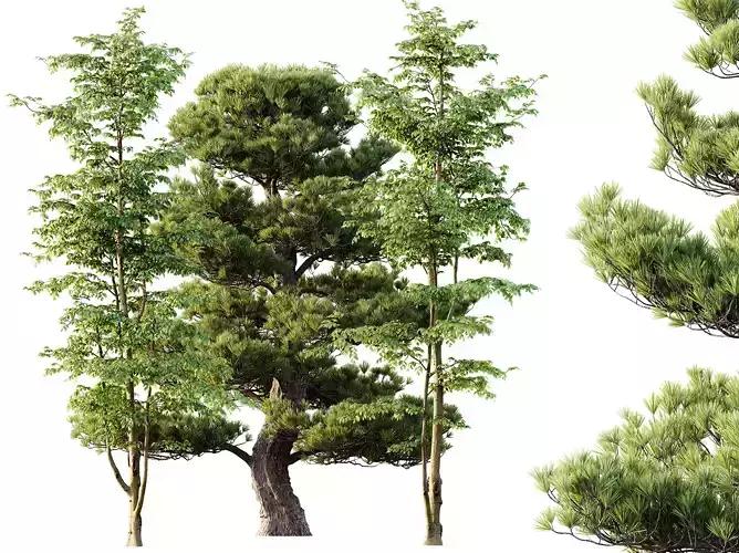 AV Carpinus Betulus and Pinus Bonsai Sylvestris Pine 3D model