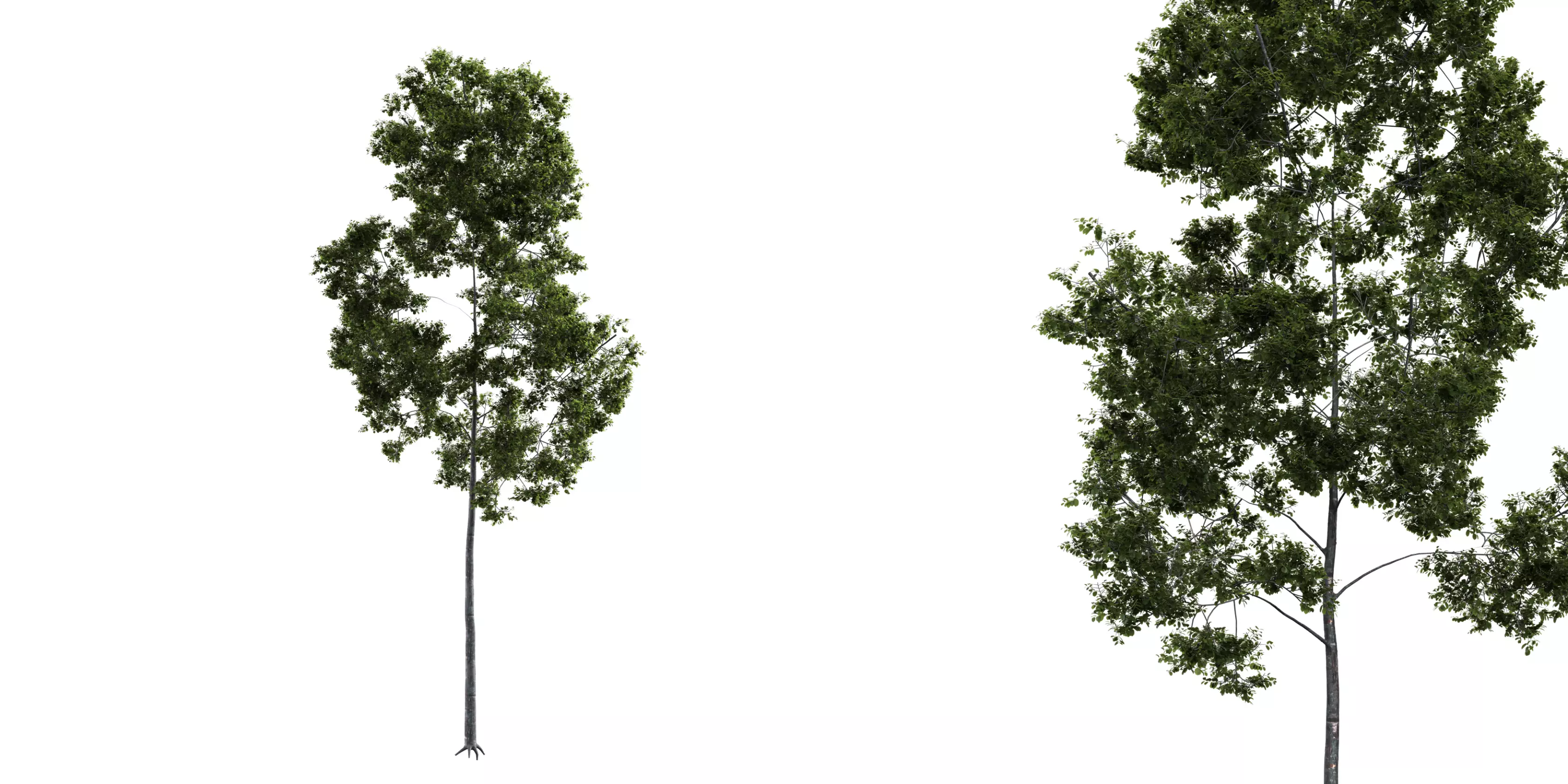 Generic Tree 11 Free 3D model_0