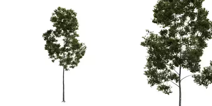Generic Tree 11