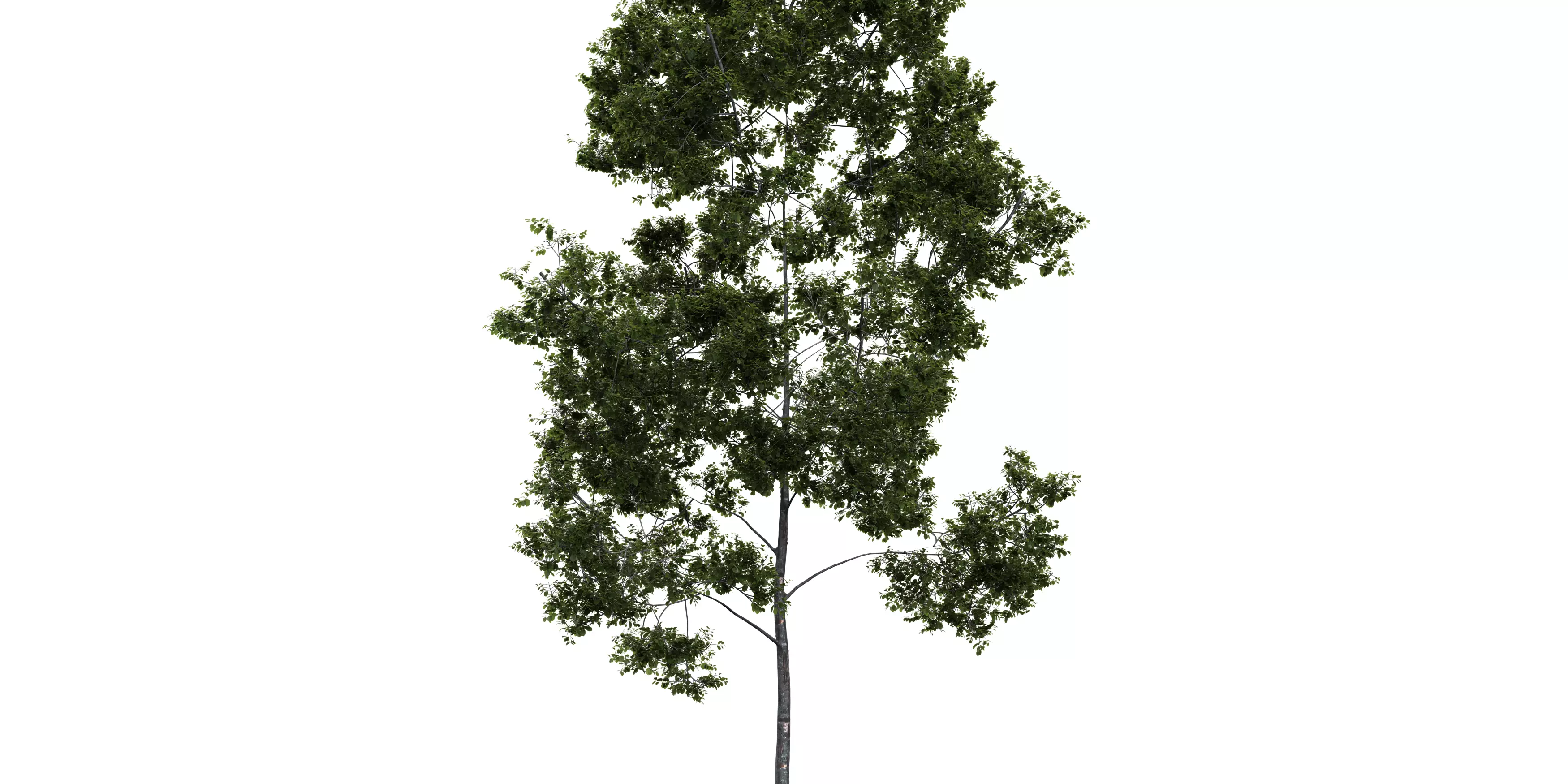 Generic Tree 11 Free 3D model_3