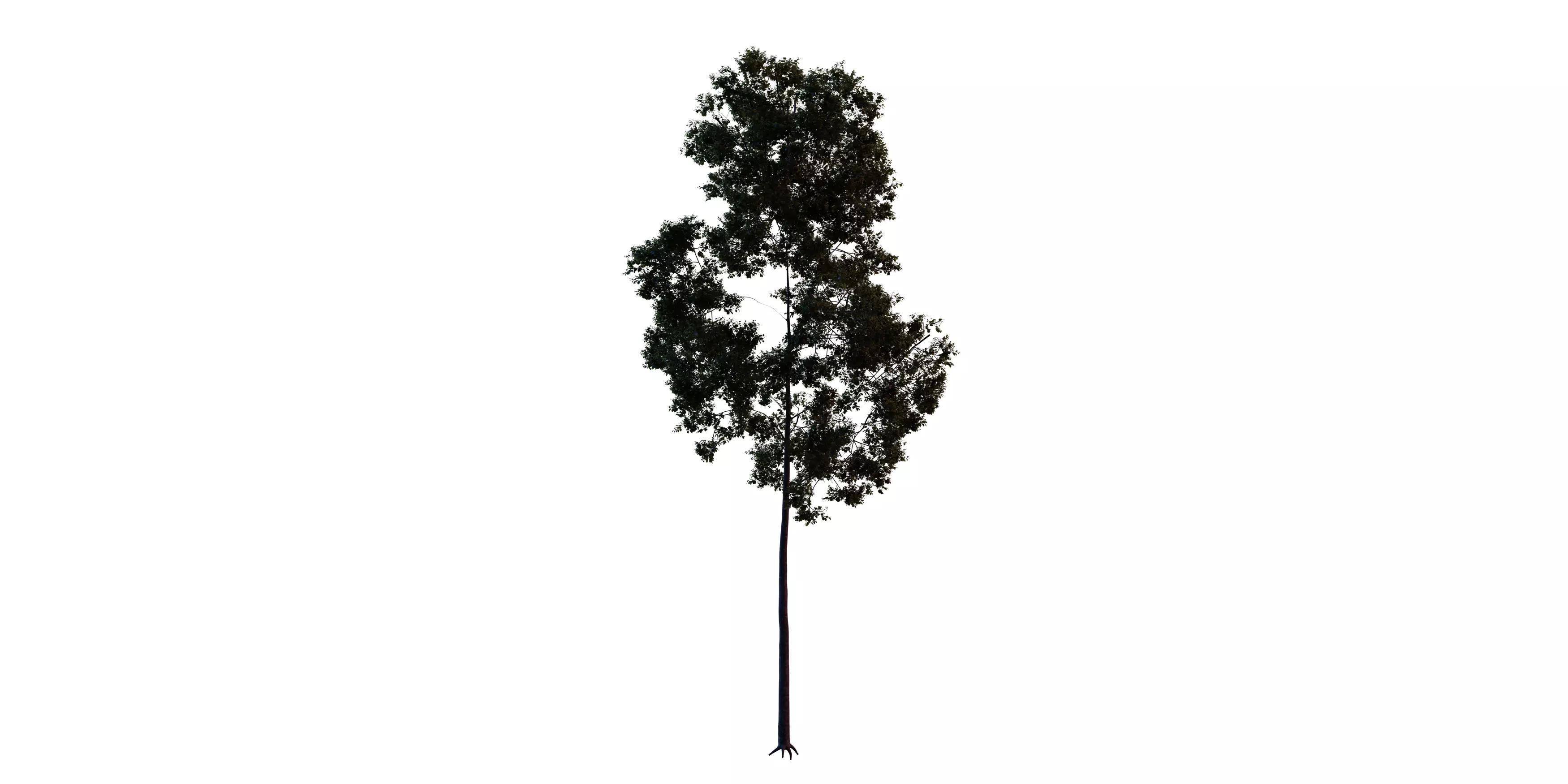 Generic Tree 11 Free 3D model_1