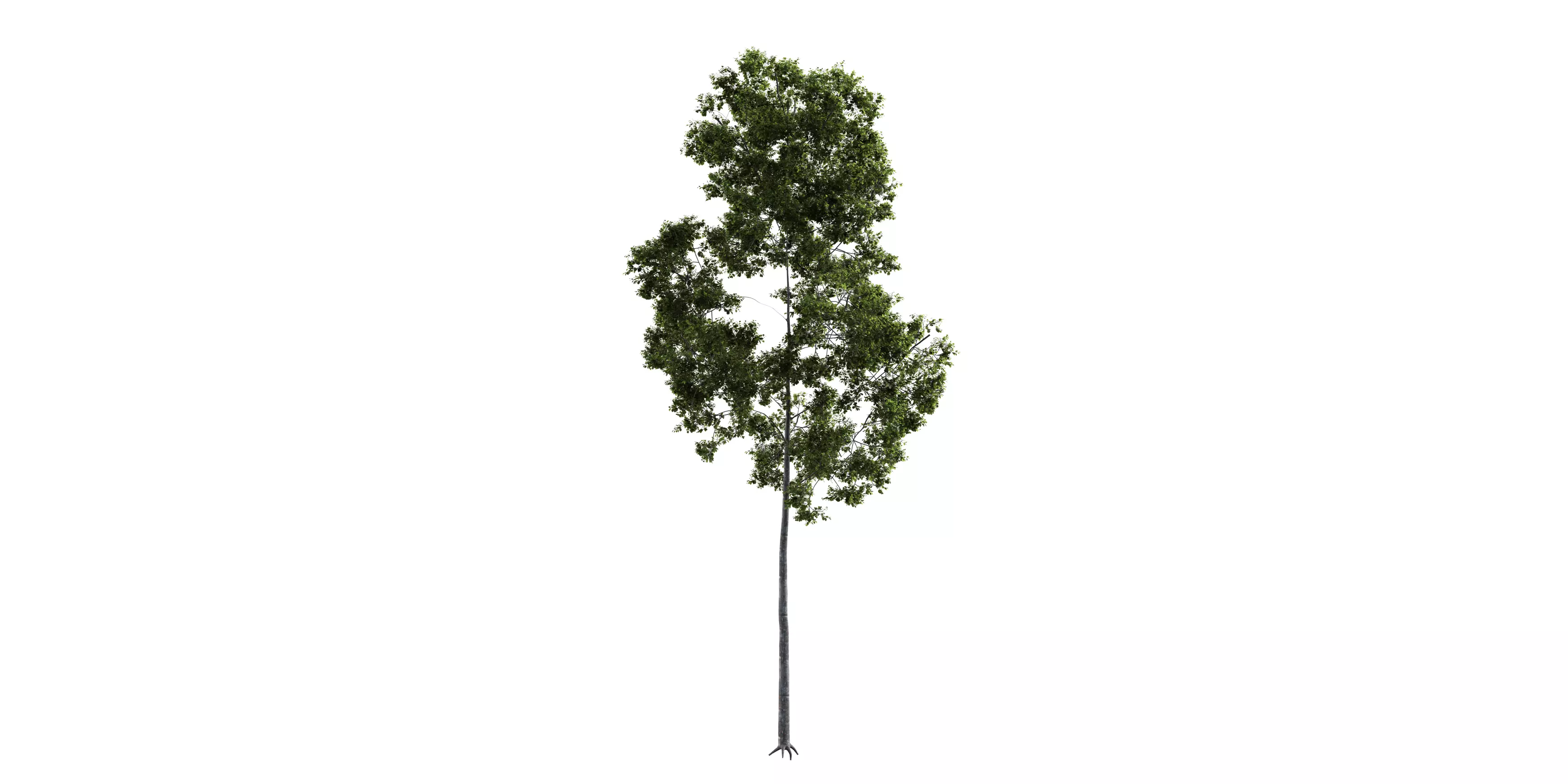 Generic Tree 11 Free 3D model_2