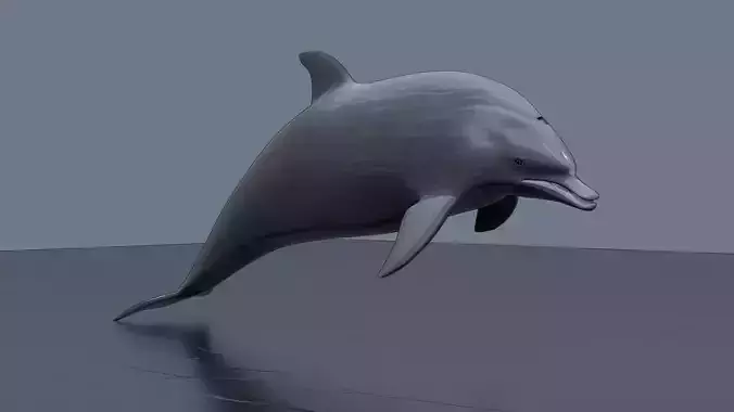 Leaping Dolphin
