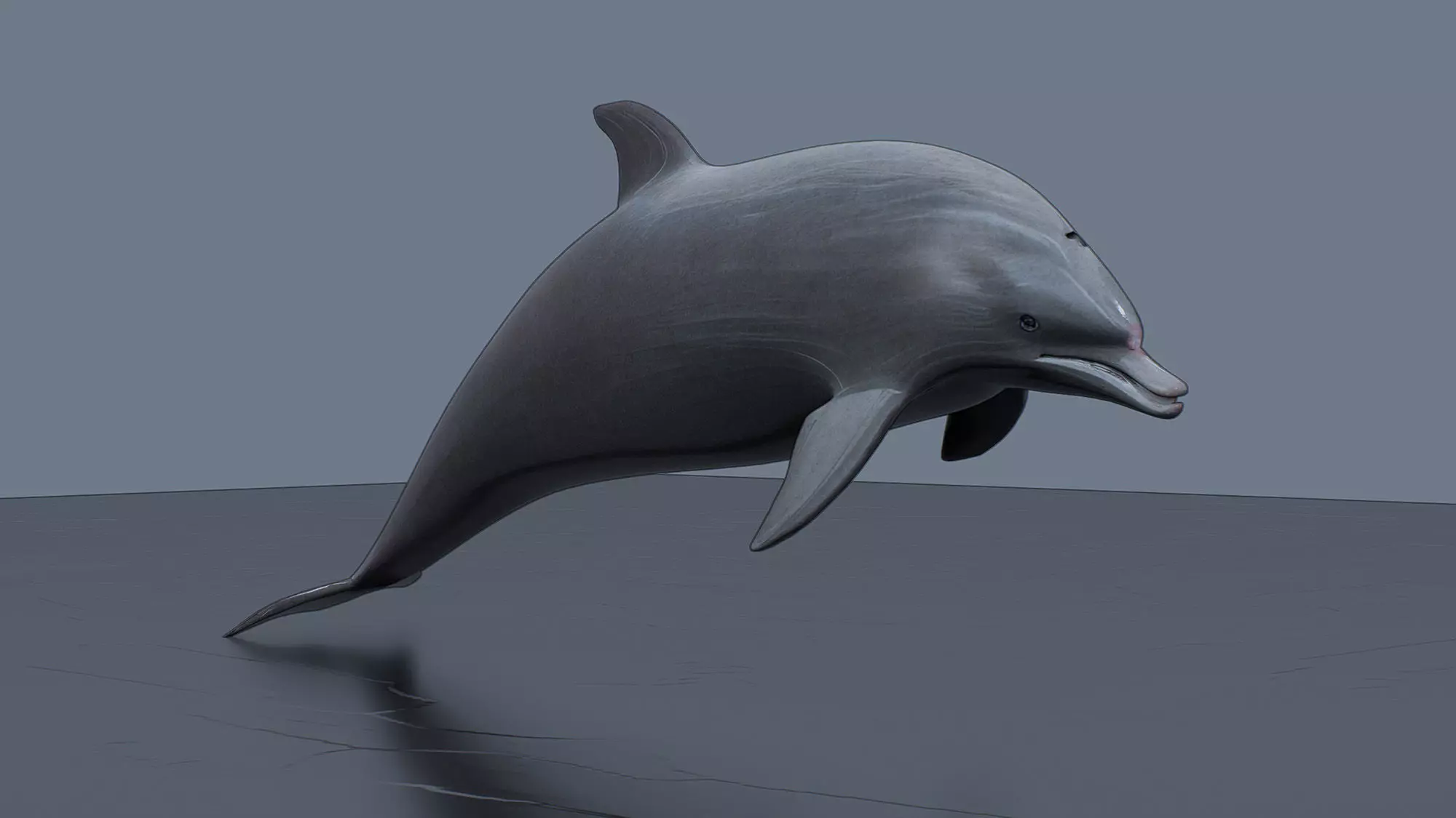 Leaping Dolphin Low-poly 3D model