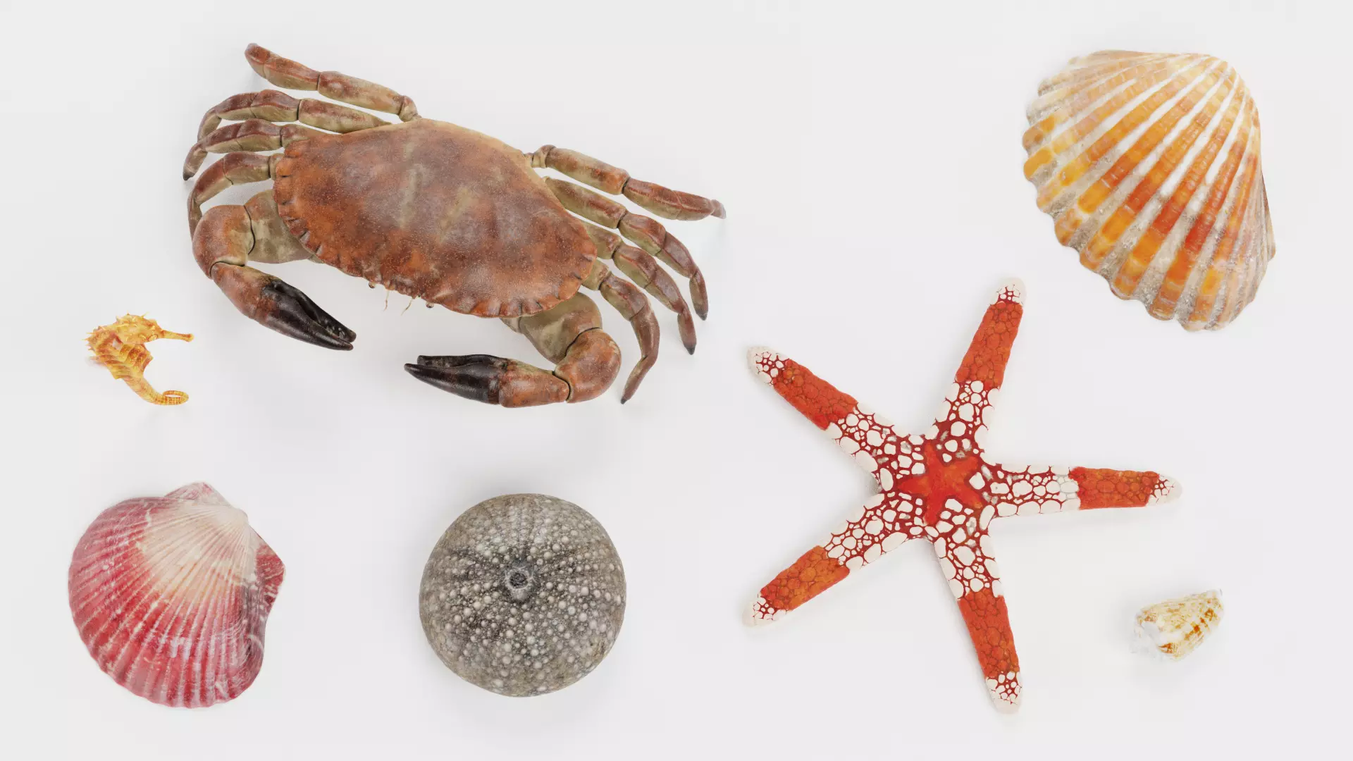 -Sealife Set- 3D model_1