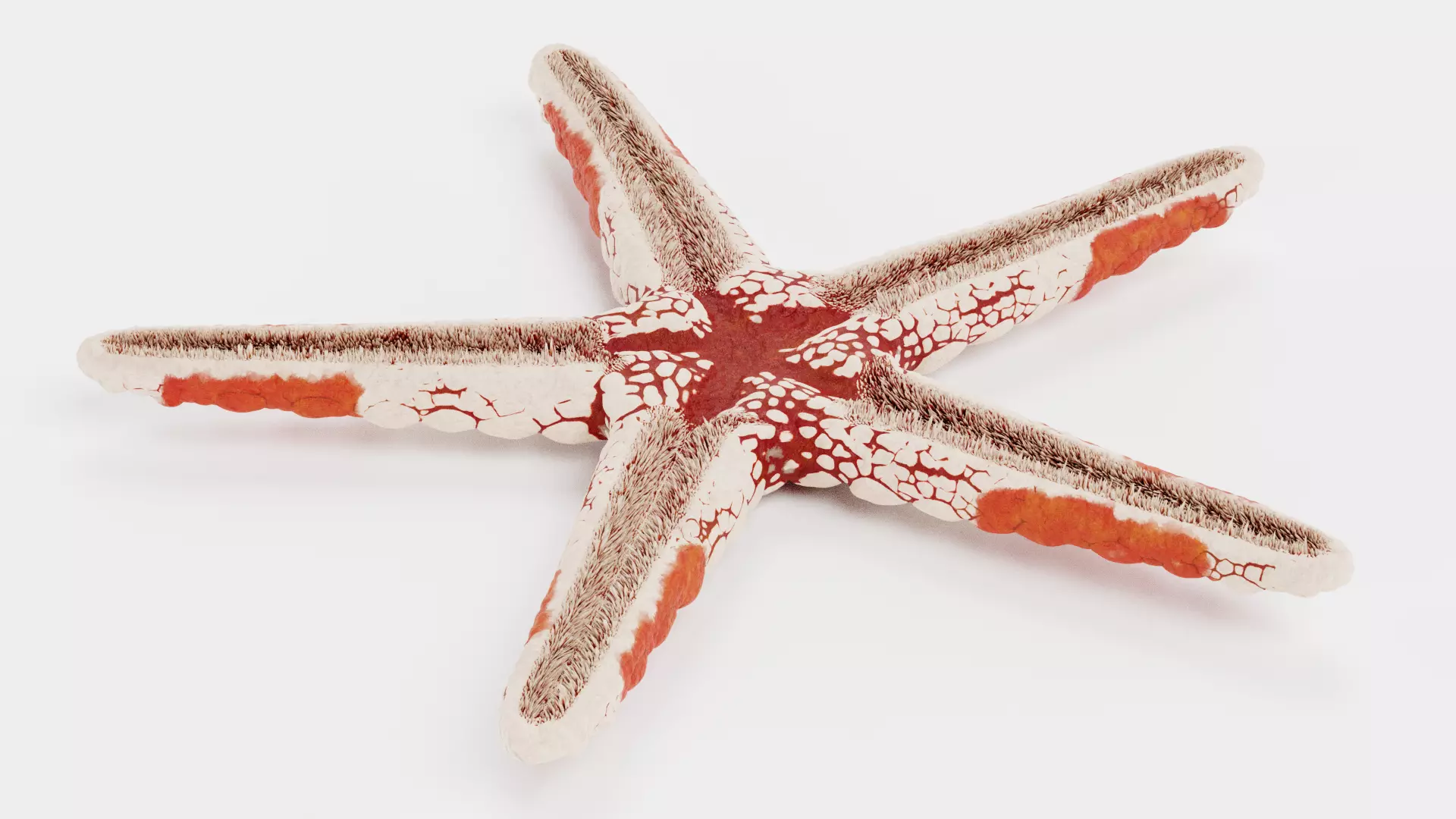 -Sealife Set- 3D model_12