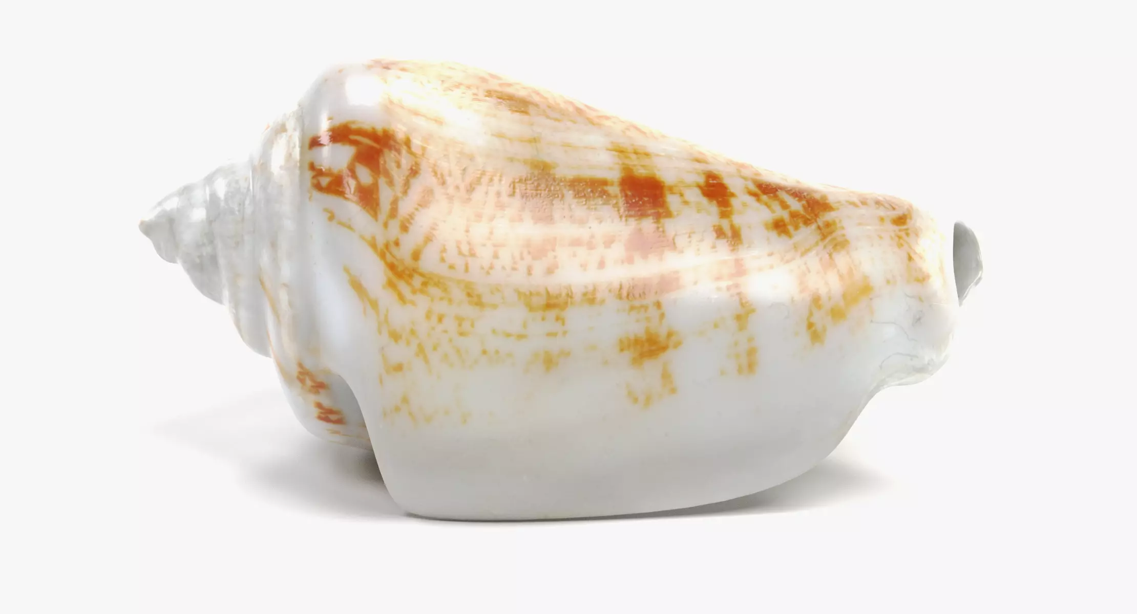 -Sealife Set- 3D model_15