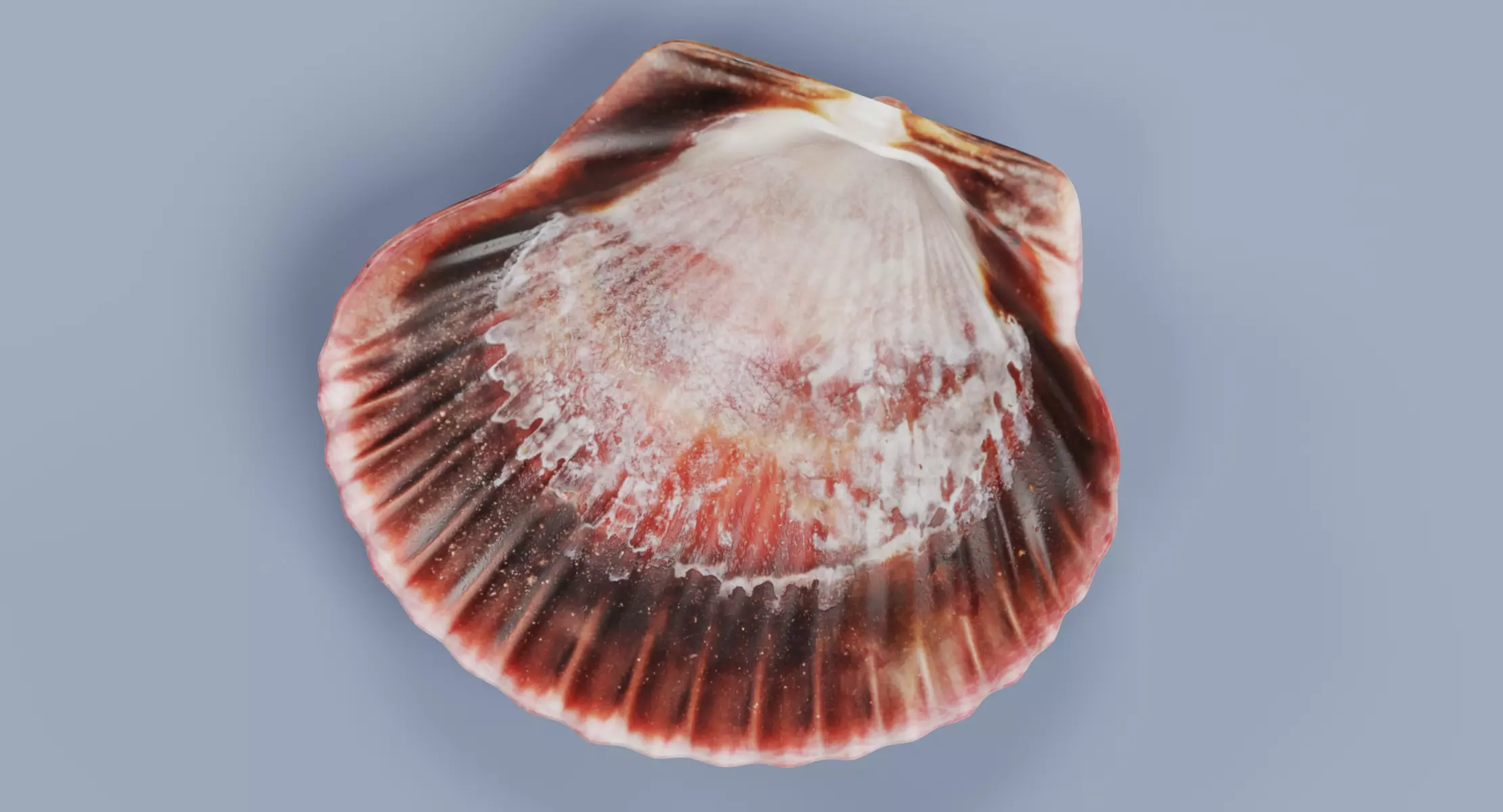 -Sealife Set- 3D model_9