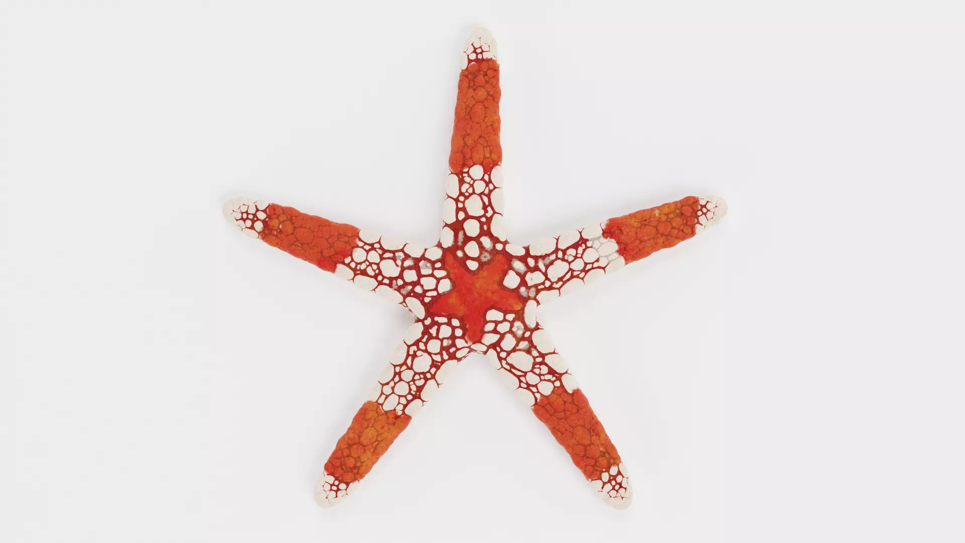 -Sealife Set- 3D model_11