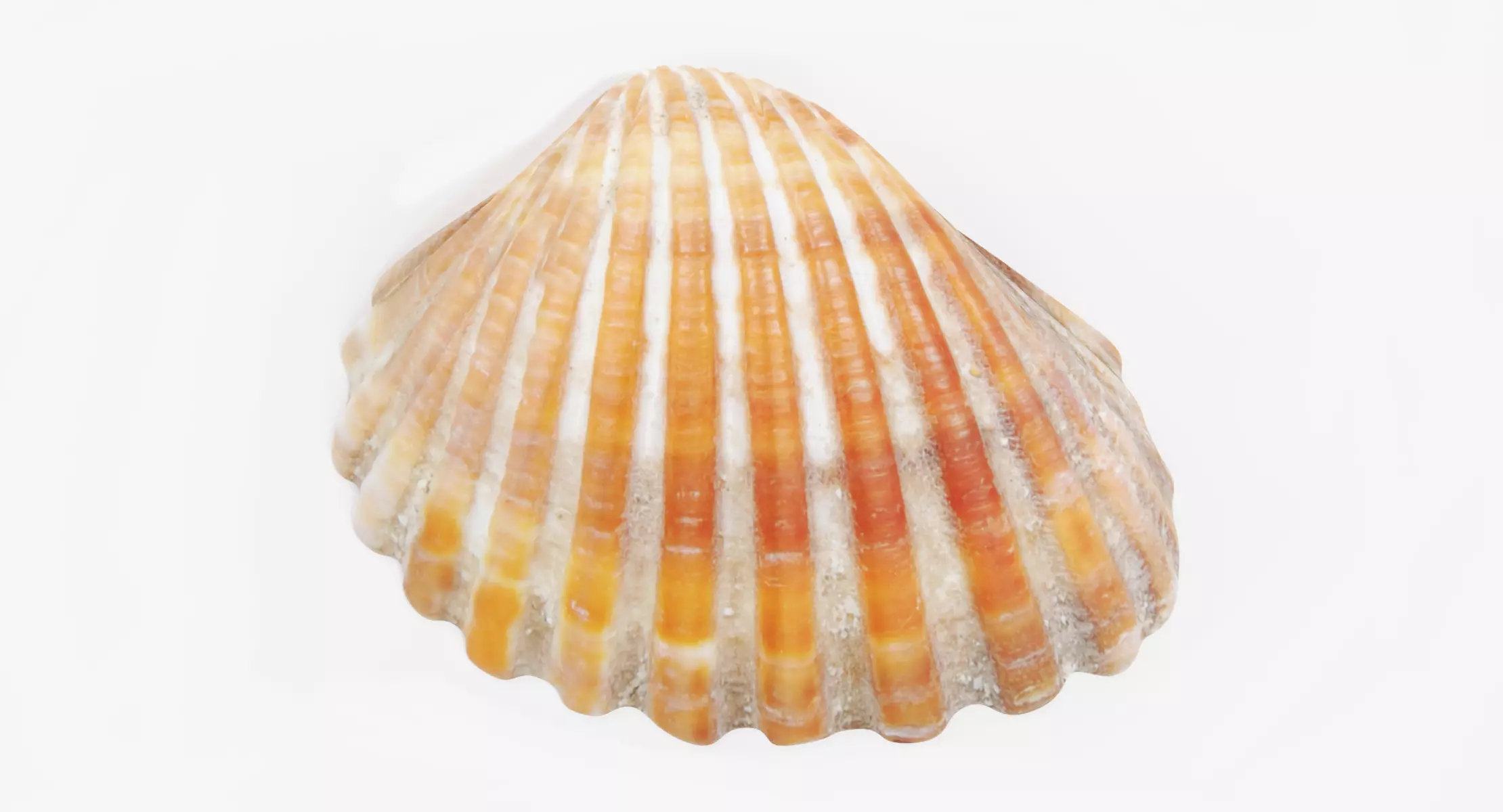 -Sealife Set- 3D model_10